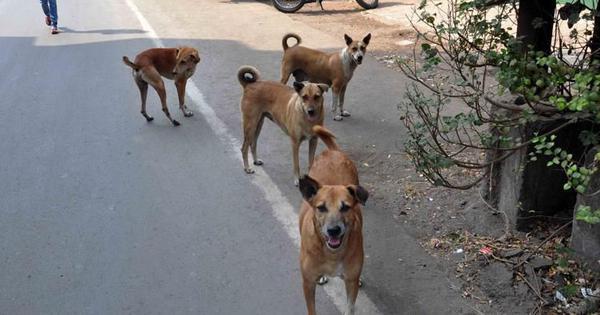 Supreme Court On Stray Dogs: